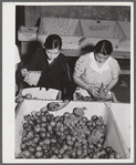 Yauco, Puerto Rico. Sorting and packing tomatoes at the Yauco cooperative tomato growers' association.