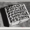 Yauco, Puerto Rico. Tomatoes packed for shipment at the Yauco cooperative tomato grower's association.