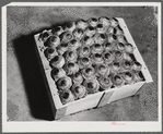 Yauco, Puerto Rico. Tomatoes packed for shipment at the Yauco cooperative tomato grower's association.