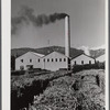 Ensenada, Puerto Rico. Carloads of sugar cane at the South Puerto Rico Sugar Company.