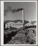 Ensenada, Puerto Rico. Carloads of sugar cane at the South Puerto Rico Sugar Company.