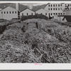 Ensenada, Puerto Rico. Carloads of sugar cane at the South Puerto Rico Sugar Company.
