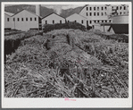 Ensenada, Puerto Rico. Carloads of sugar cane at the South Puerto Rico Sugar Company.