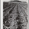 Guanica, Puerto Rico (vicinity). Sugar cane seed being planted on a large plantation.