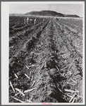 Guanica, Puerto Rico (vicinity). Sugar cane seed being planted on a large plantation.