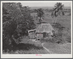 Guayanilla, Puerto Rico. Family of a sugar worker living in one of the company houses behind the mill. All these people live in the same houses.