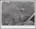 San Sebastian, Puerto Rico (vicinity). Children playing in a contaminated river.