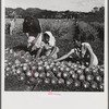 Manati, Puerto Rico (vicinity). On a pineapple plantation.