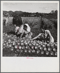 Manati, Puerto Rico (vicinity). On a pineapple plantation.