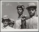 Arecibo, Puerto Rico (vicinity). Sugar cane workers on a plantation.