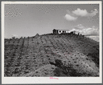 Barranquitas (vicinity), Puerto Rico. A tenant purchase borrower's home in the tobacco country. The row of plants in the foreground are plantain trees.
