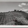 Barranquitas (vicinity), Puerto Rico. A tenant purchase borrower's home in the tobacco country. The row of plants in the foreground are plantain trees.