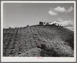 Barranquitas (vicinity), Puerto Rico. A tenant purchase borrower's home in the tobacco country. The row of plants in the foreground are plantain trees.
