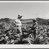 Barranquitas (vicinity), Puerto Rico. FSA (Farm Security Administration) supervisor discussing the tobacco crop with a borrower on a farm.