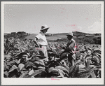 Barranquitas (vicinity), Puerto Rico. FSA (Farm Security Administration) supervisor discussing the tobacco crop with a borrower on a farm.