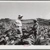 Barranquitas (vicinity), Puerto Rico. FSA (Farm Security Administration) supervisor discussing the tobacco crop with a borrower on a farm.