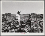 Barranquitas (vicinity), Puerto Rico. FSA (Farm Security Administration) supervisor discussing the tobacco crop with a borrower on a farm.