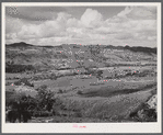 Manati, Puerto Rico (vicinity). Sugar fields.
