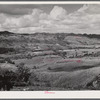 Manati, Puerto Rico (vicinity). Sugar fields.