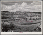 Manati, Puerto Rico (vicinity). Sugar fields.