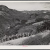 Corozal, Puerto Rico (vicinity). Planting a field of pigeon peas on a farm.