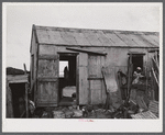 Christiansted, Saint Croix Island, Virgin Islands (vicinity). At one of the slum "villages".