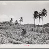 Christiansted, Saint Croix Island, Virgin Islands (vicinity). Puerto Rican farm woman on her farm where she has planted sweet potatoes between rows of sugar cane.
