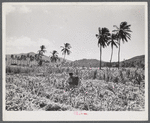 Christiansted, Saint Croix Island, Virgin Islands (vicinity). Puerto Rican farm woman on her farm where she has planted sweet potatoes between rows of sugar cane.