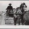 Christiansted, Saint Croix Island, Virgin Islands. FSA (Farm Security Administration) borrower going to town in his Sunday cart.