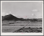 Saint Croix Island, Virgin Islands. Sugar cane fields on the northwest part of the island.