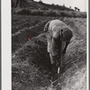 Saint Croix Island, Virgin Islands. Planting sugar cane on the sugar plantation along the northern coast of the island.