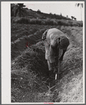Saint Croix Island, Virgin Islands. Planting sugar cane on the sugar plantation along the northern coast of the island.