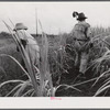 Frederiksted (vicinity), Saint Croix, Virgin Islands. FSA (Farm Security Administration) borrower and his wife cultivating sugar cane on their farm.