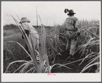 Frederiksted (vicinity), Saint Croix, Virgin Islands. FSA (Farm Security Administration) borrower and his wife cultivating sugar cane on their farm.