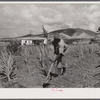 Frederiksted (vicinity), Saint Croix, Virgin Islands. FSA (Farm Security Administration) borrower cultivating his sugar cane field. He lives in one of the homestead houses.