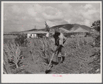 Frederiksted (vicinity), Saint Croix, Virgin Islands. FSA (Farm Security Administration) borrower cultivating his sugar cane field. He lives in one of the homestead houses.