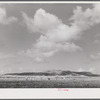 Bethlehem (vicinity), Saint Croix Island, Virgin Islands. Cultivating sugar cane on the Virgin Islands company land.
