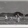 Bethlehem (vicinity), Saint Croix Island, Virgin Islands. Cultivating suger cane on the Virgin Island company land.