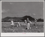 Bethlehem (vicinity), Saint Croix Island, Virgin Islands. Cultivating suger cane on the Virgin Island company land.