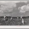 Bethlehem (vicinity), Saint Croix Island, Virgin Island. Cultivating sugar cane on the Virgin Islands Company land.