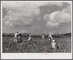 Bethlehem (vicinity), Saint Croix Island, Virgin Island. Cultivating sugar cane on the Virgin Islands Company land.