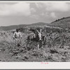 Frederiksted (vicinity), Saint Croix Island, Virgin Islands. FSA (Farm Security Administration) borrower plowing his garden with one of the few plows used on the island.