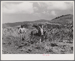 Frederiksted (vicinity), Saint Croix Island, Virgin Islands. FSA (Farm Security Administration) borrower plowing his garden with one of the few plows used on the island.