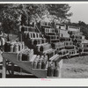 Penfield, Greene County, Georgia. Canned goods made by Doc and Julia Miller, Negro FSA (Farm Security Administration) clients.
