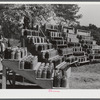 Penfield, Greene County, Georgia. Canned goods made by Doc and Julia Miller, Negro FSA (Farm Security Administration) clients.