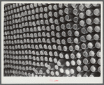 Greene County, Georgia. Canned goods put up by a Negro FSA (Farm Security Administration) family.
