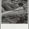 Greene County, Georgia. Pine needles on the floor of a gully in the northwestern section.