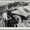 Edgar Jones, FSA (Farm Security Administration) Client, of Woodville, looks at one of his hogs, Greene County, Georgia.