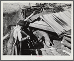 Edgar Jones, FSA (Farm Security Administration) Client, of Woodville, looks at one of his hogs, Greene County, Georgia.