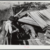 Edgar Jones, FSA (Farm Security Administration) Client, of Woodville, looks at one of his hogs, Greene County, Georgia.